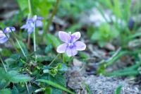 Viola riviniana