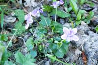 Viola riviniana