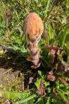 Orobanche minor