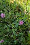 Trifolium pratense