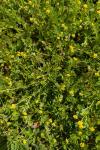 Medicago lupulina