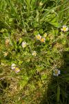 Bellis perennis