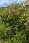 Cornus sanguinea