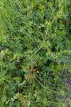 Geranium dissectum