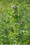 Cirsium arvense