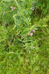 Vicia segetalis