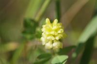 Trifolium campestre