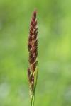 Phalaris arundinacea