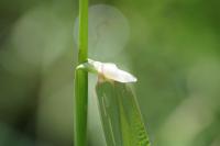 Phalaris arundinacea