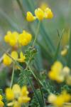 Coronilla minima