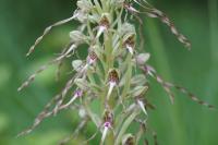 Himantoglossum hircinum