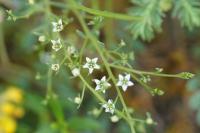 Thesium humifusum subsp. humifusum