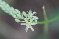 Loncomelos pyrenaicus