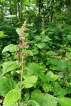 Stachys sylvatica