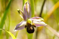 Ophrys apifera