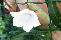 Campanula persicifolia