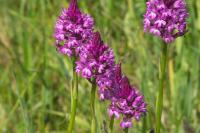 Anacamptis pyramidalis