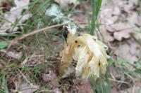 Hypopitys monotropa
