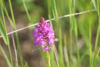 Anacamptis pyramidalis