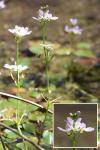 Hottonia palustris