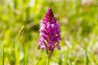 Anacamptis pyramidalis