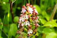 Orchis purpurea