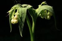 Symphytum officinale