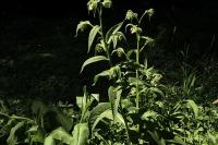 Symphytum officinale