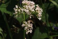 Valeriana officinalis
