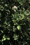 Valeriana officinalis
