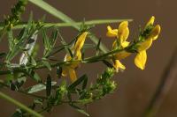 Genista tinctoria