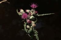 Cirsium palustre