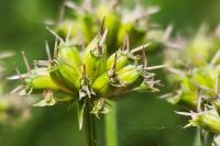 Oenanthe peucedanifolia