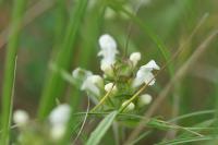 Prunella laciniata
