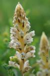 Orobanche picridis-hieracioidis