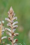 Orobanche minor