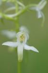 Platanthera bifolia
