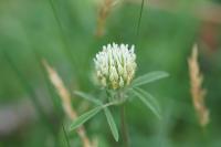 Trifolium ochroleucon