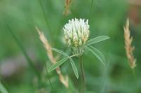 Trifolium ochroleucon