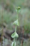 Blackstonia perfoliata
