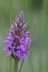 Dactylorhiza praetermissa