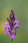 Dactylorhiza praetermissa