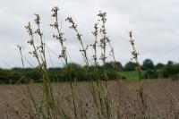 Juncus subnodulosus