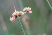 Schoenoplectus tabernaemontani