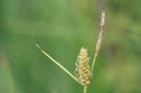 Carex tomentosa