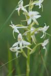 Platanthera bifolia