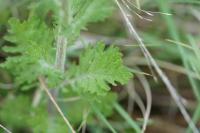 Jacobaea erucifolia