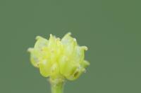 Ranunculus polyanthemoides