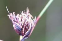 Schoenus nigricans