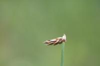 Eleocharis uniglumis